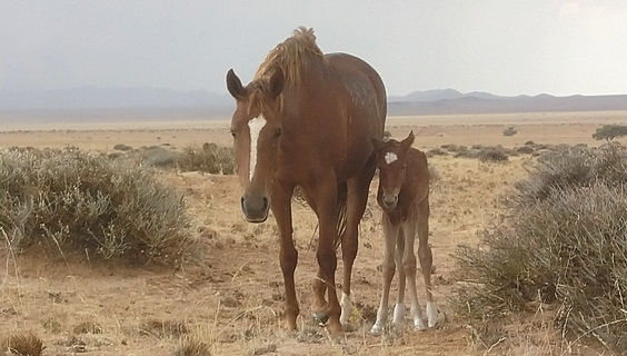  © Namibia Wild Horses Foundation